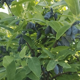 Жимолость плодовая Темная ночь