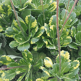 Камнеломка городская Variegata