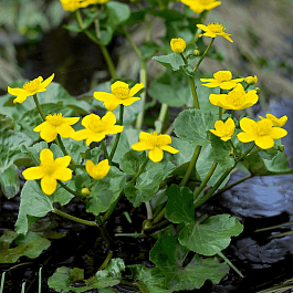 Калужница болотная