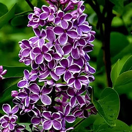 Сирень обыкновенная Сенсация