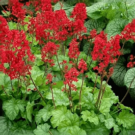 Гейхера Coral Forest