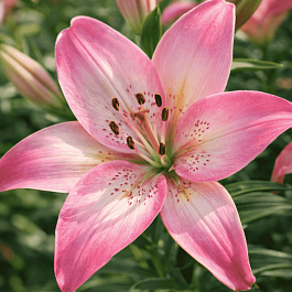 Лилия Rosella's Dream