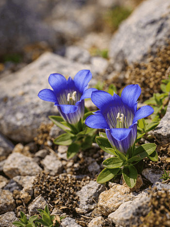 Горечавка тяньшаньская