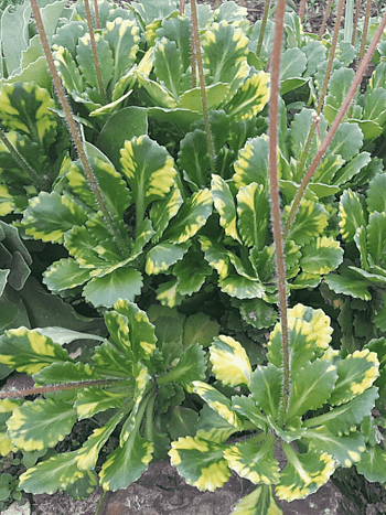 Камнеломка городская Variegata