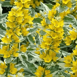 Вербейник точечный Alexander