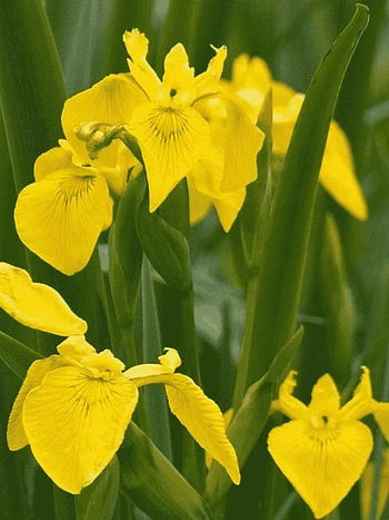 Ирис болотный