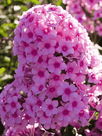 Флокс метельчатый Miss Pepper