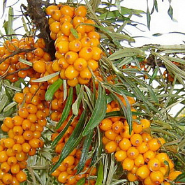 Облепиха Подруга