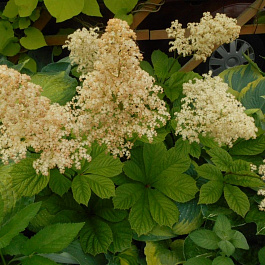 Роджерсия перистая Элеганс