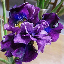 Ирис сибирский Бандл ов Джой