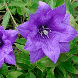 Платикодон крупноцветковый Hakone Blue