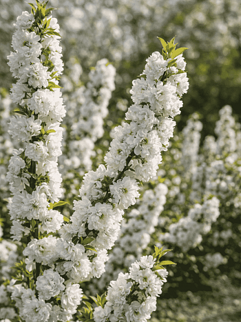 Вишня железистая Alba Plena