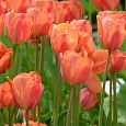 Тюльпан триумф Charade