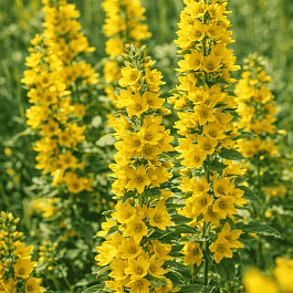 Вербейник точечный