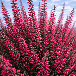 Вереск обыкновенный Selly