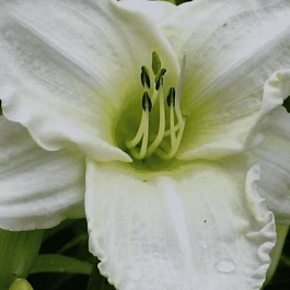 Лилейник White Temptation