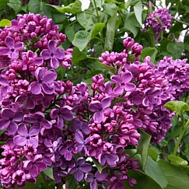 Сирень обыкновенная Массена штамб Сирень обыкновенная Массена штамб