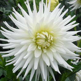 Георгина Полукактусовая Май Лав