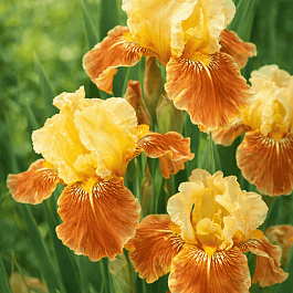 Ирис германский Golden Muffin