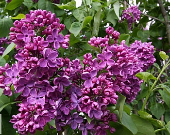 Сирень обыкновенная Массена штамб