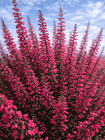 Вереск обыкновенный Selly