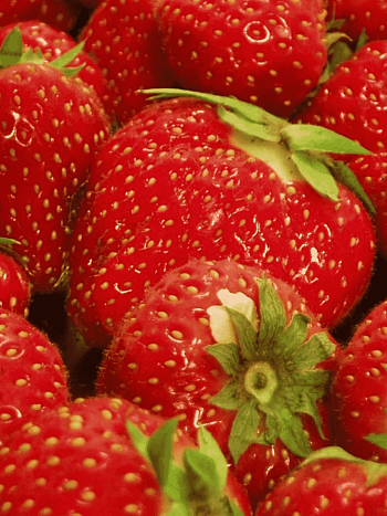 Земляника садовая Шарлотта