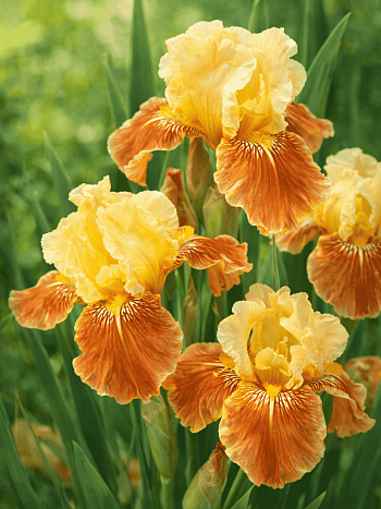 Ирис германский Golden Muffin