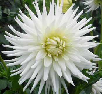 Георгина Полукактусовая Май Лав