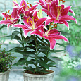 Лилия восточная горшечная Старлайт Экспресс