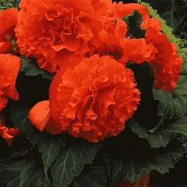 Бегония Fimbriata Orange