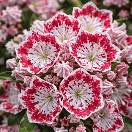 Кальмия широколистная Minuet