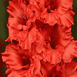 Гладиолус Fire Ruffle