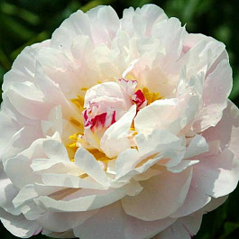 Пион травянистый Аваланш