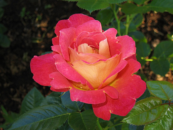 Роза парковая Декор Арлекин