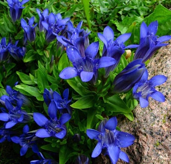 Горечавка (горький корень) семираздельная Deep Blue