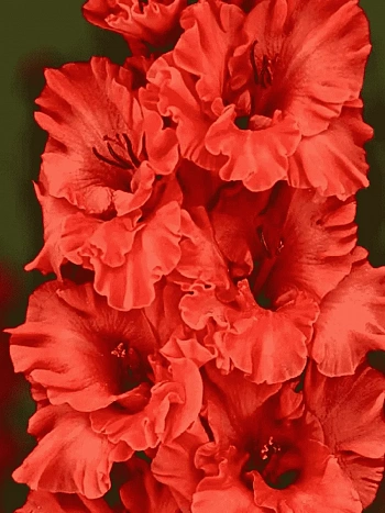 Гладиолус Fire Ruffle