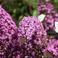 Буддлея давида Pink Panther