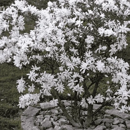 Магнолия Stellata