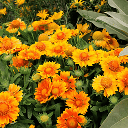 Гайлардия гибридная Mesa Peach