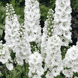 Дельфиниум  культурный M. F. White