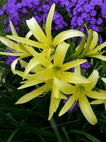 Лилейник Citrina