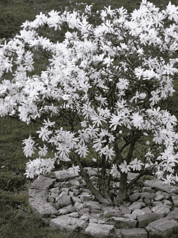 Магнолия Stellata