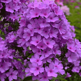 Флокс метельчатый Плюш сиреневый