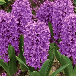 Гиацинт Broadway