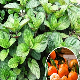 Мята Мандариновая