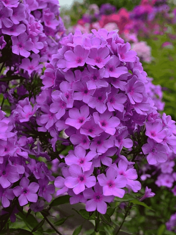 Флокс метельчатый Плюш сиреневый