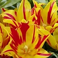 Тюльпан Flaming Bayside