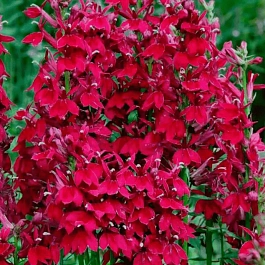 Лобелия прекрасная Starship Burgundy