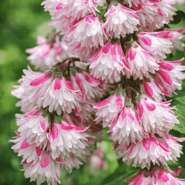 Дейция гибридная Rosea Plena