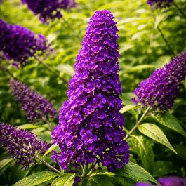 Буддлея давида Magda's Gold Knight